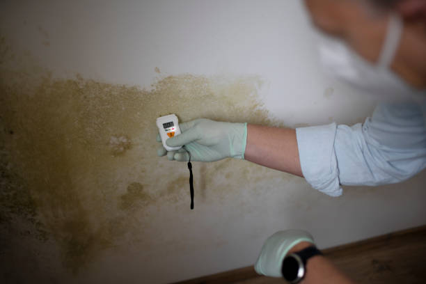 Best Emergency Mold Remediation  in Weston Lakes, TX